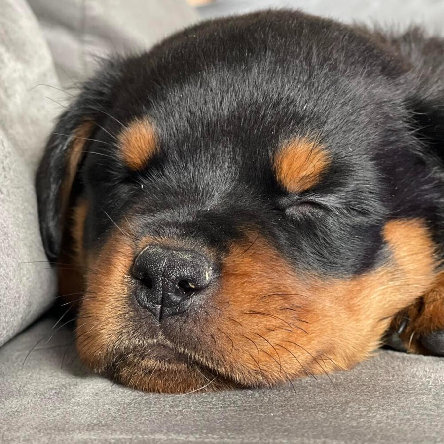 Un chiot Rottweiler endormi, la tête posée sur un coussin