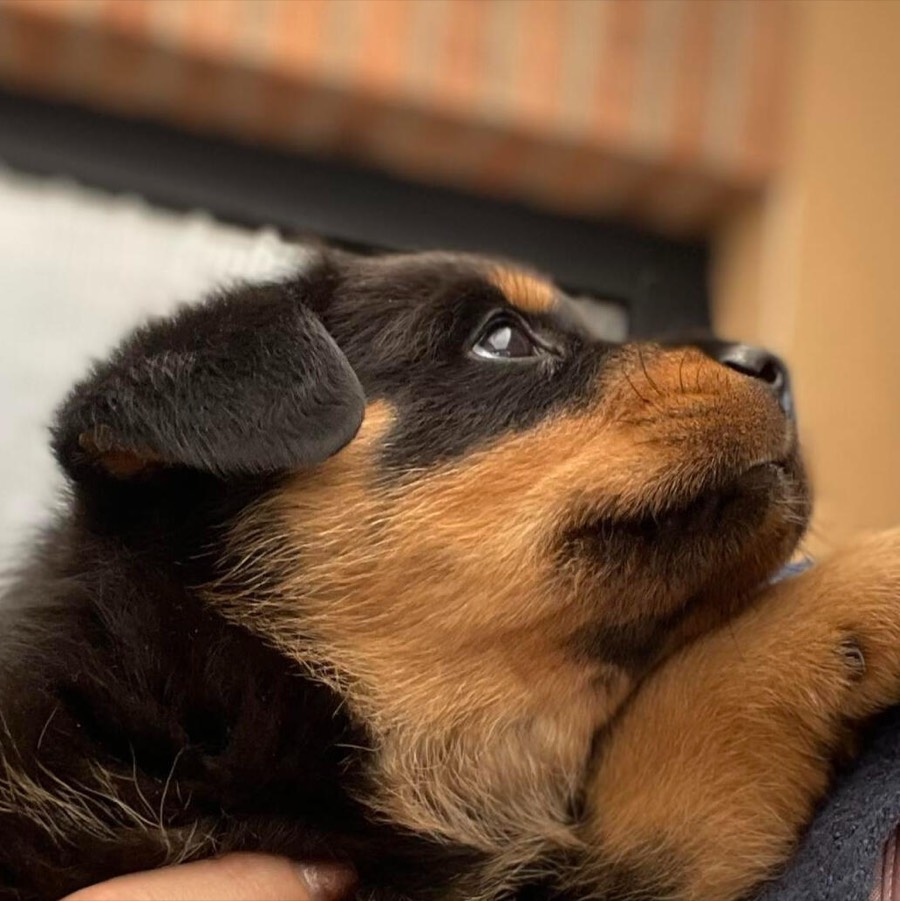 Un chiot Rottweiler lève les yeux