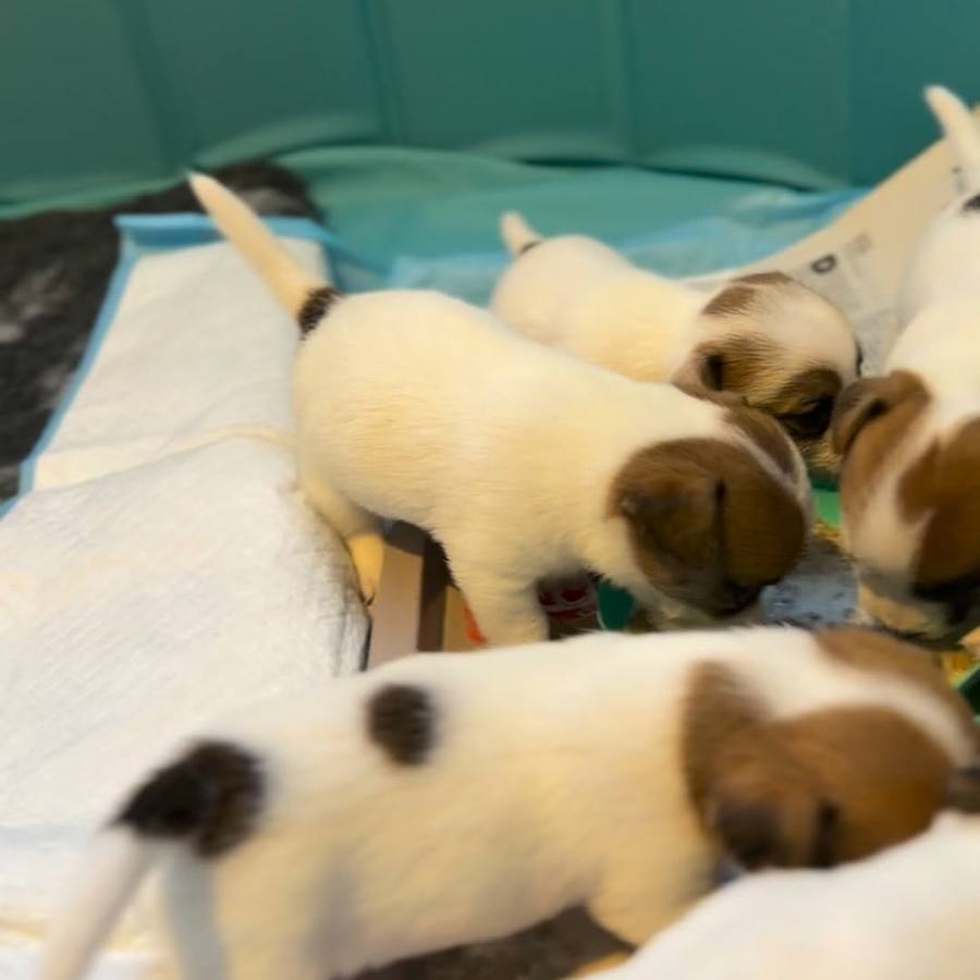 Une portée de chiots blanc et fauve blottis les uns contre les autres