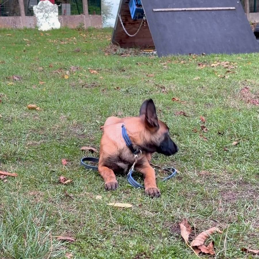 Un jeune chien, harnais bleu, couché sur la pelouse près d'une rampe d'agility