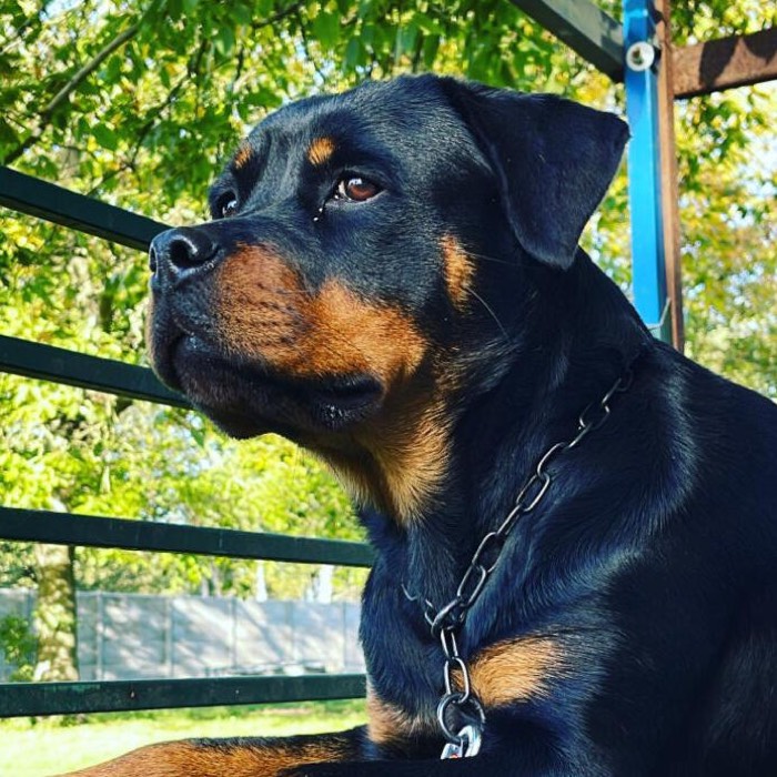 Un Rottweiler adulte de profil, devant une barrière verte