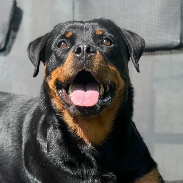 Portrait d'un Rottweiler, gueule ouverte, l'air content