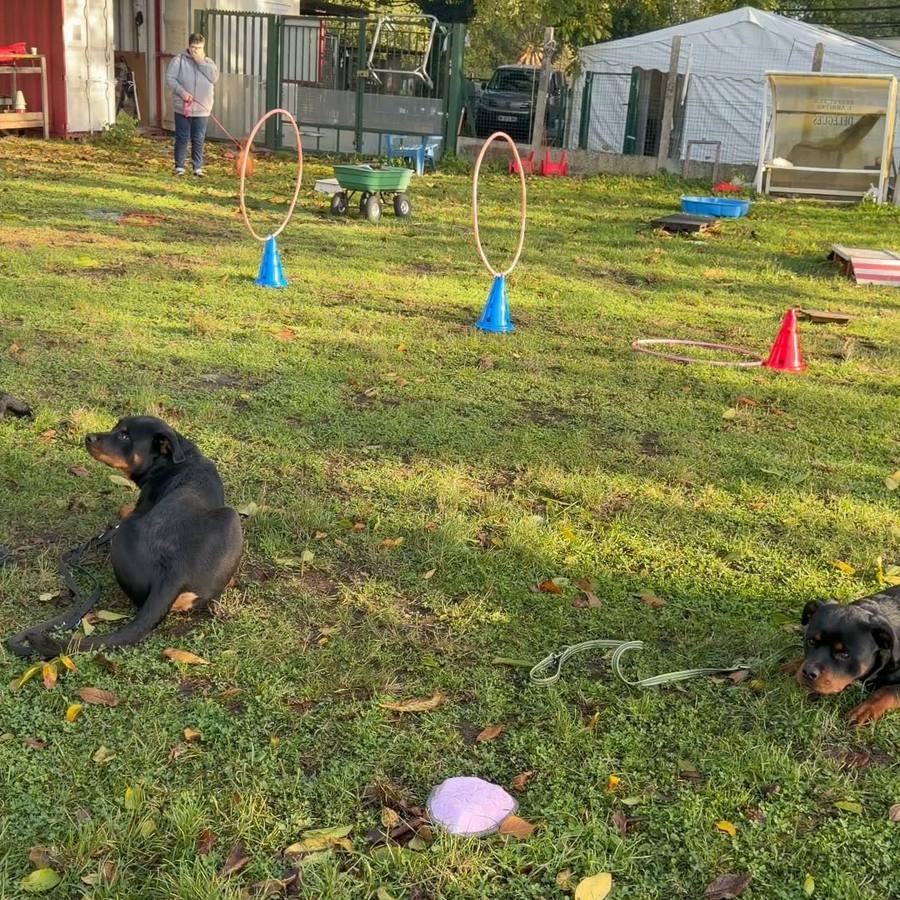 Le terrain du domaine avec ses cerceaux et ses plots d'agility, un chiot couché dans l'herbe